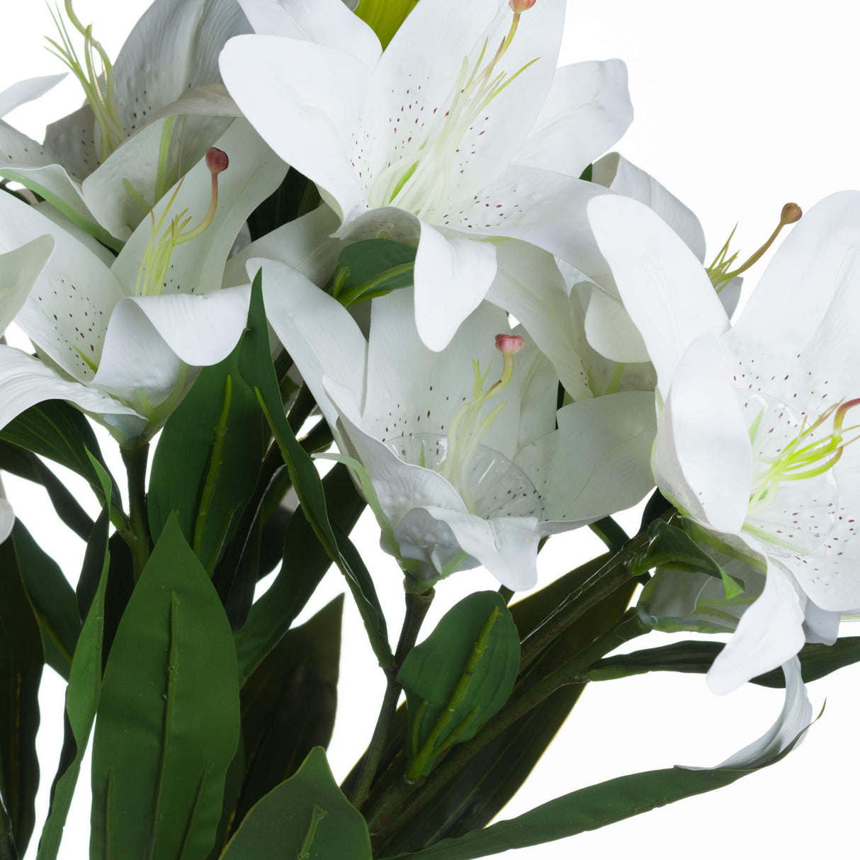 white lily