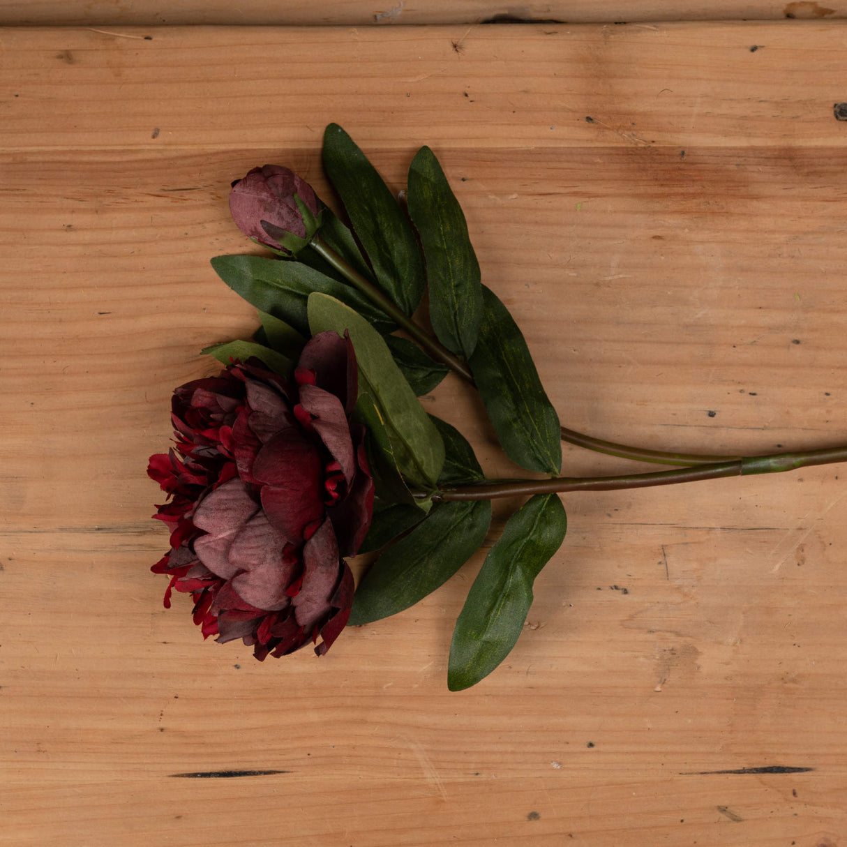 burgundy peony rose