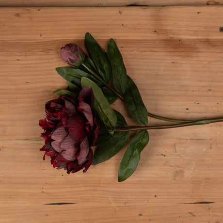 burgundy peony rose