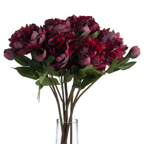 burgundy peony rose