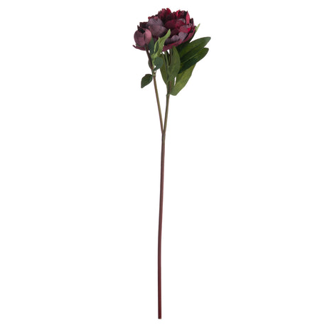 burgundy peony rose
