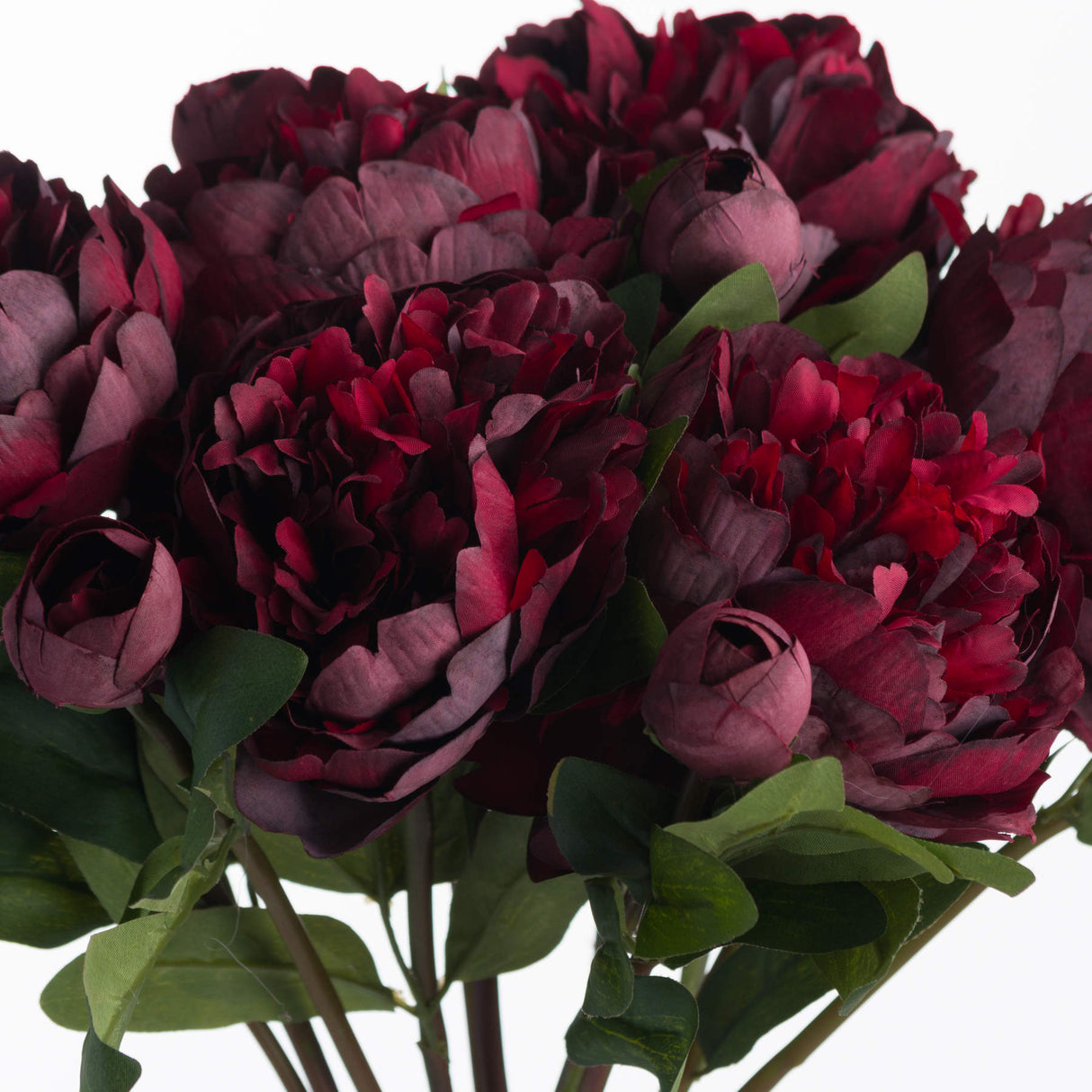 burgundy peony rose