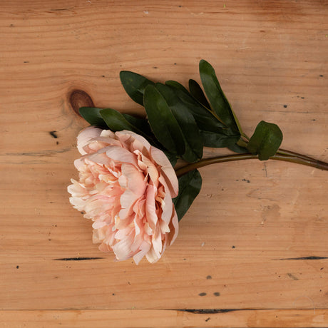peach peony rose