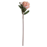 peach peony rose