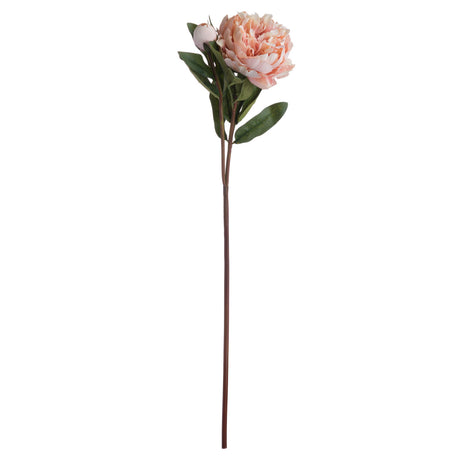 peach peony rose