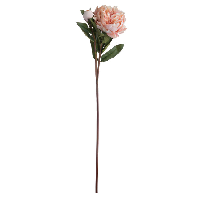 peach peony rose