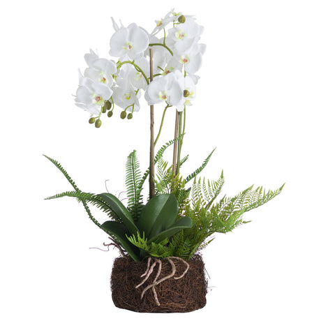 large white orchid and fern garden in rootball