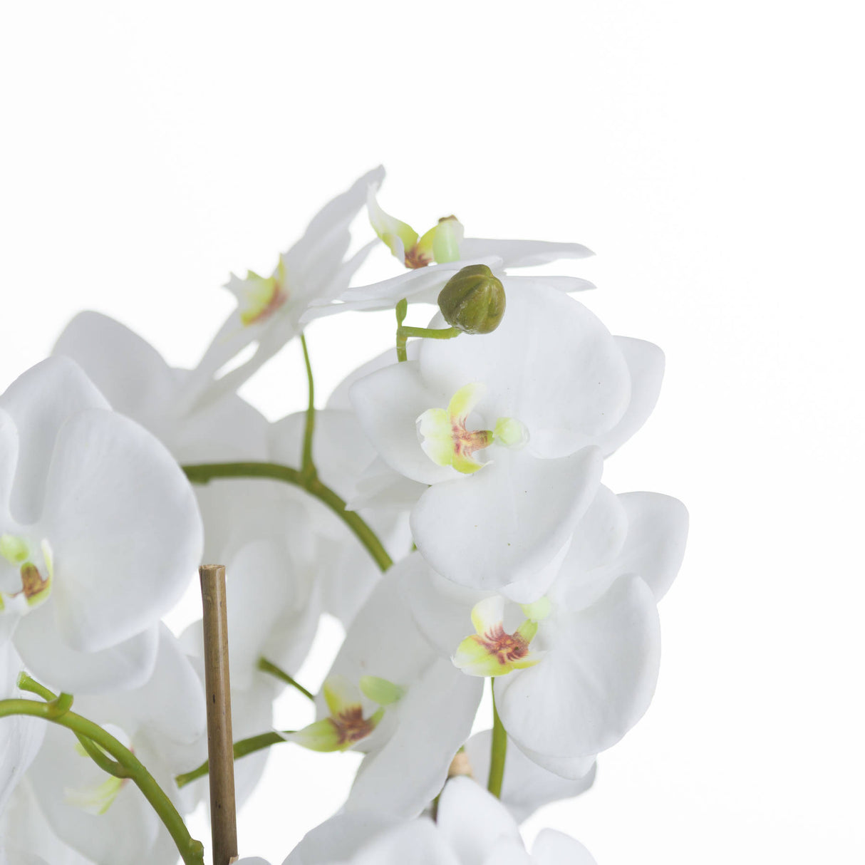 large white orchid and fern garden in rootball