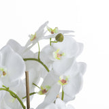 large white orchid and fern garden in rootball