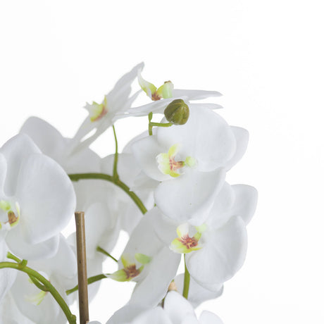 large white orchid and fern garden in rootball