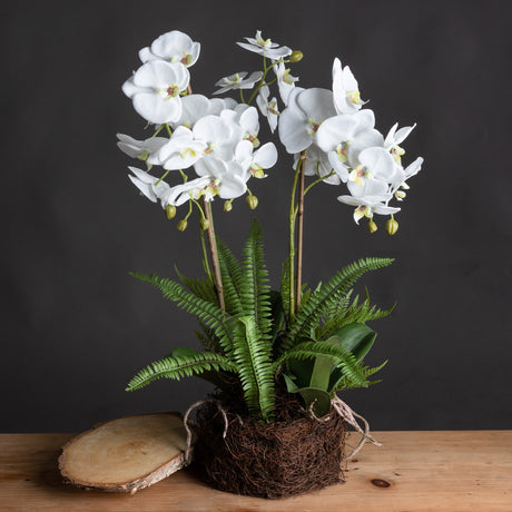 large white orchid and fern garden in rootball