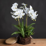 Margaux Large White Orchid And Fern Garden In Rootball