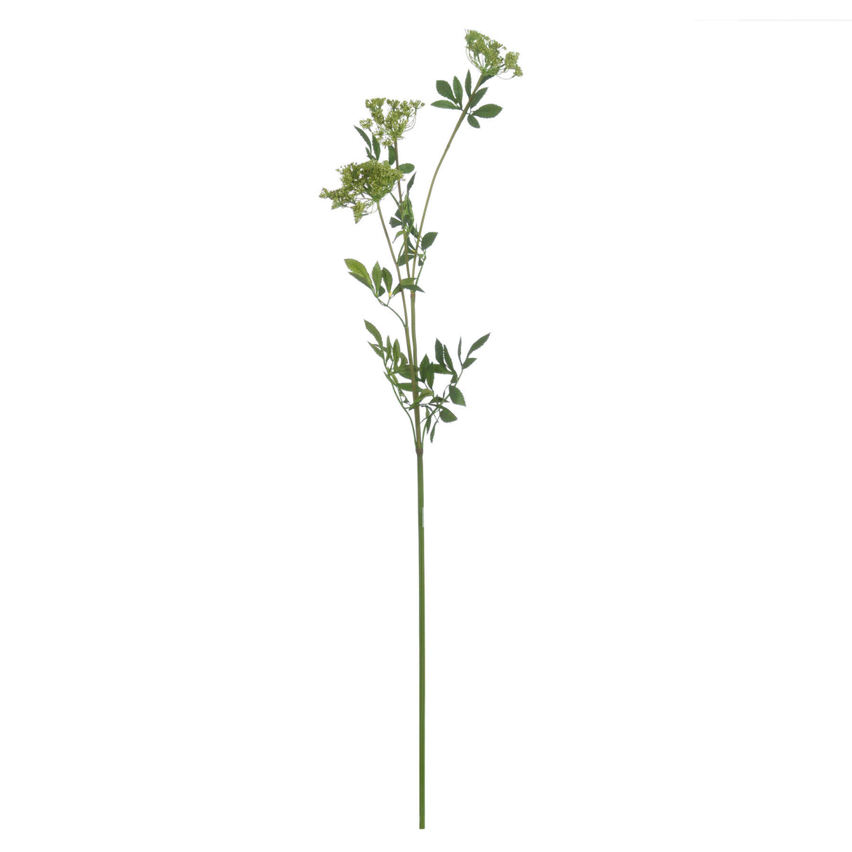 faux cow parsley ammi