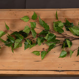 green branch spray