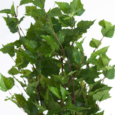 green branch spray