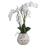 white orchid in stone pot
