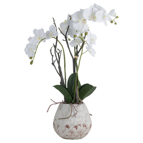 white orchid in stone pot