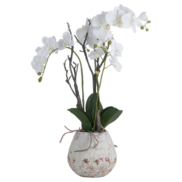 white orchid in stone pot