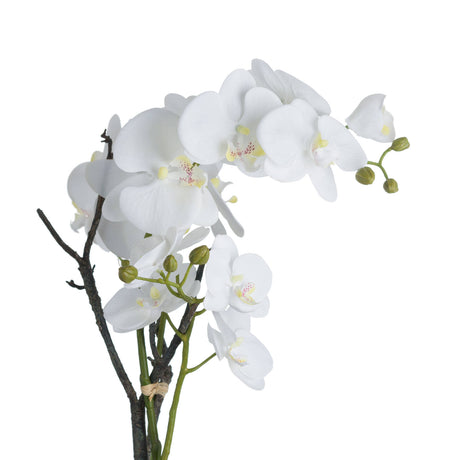 white orchid in stone pot