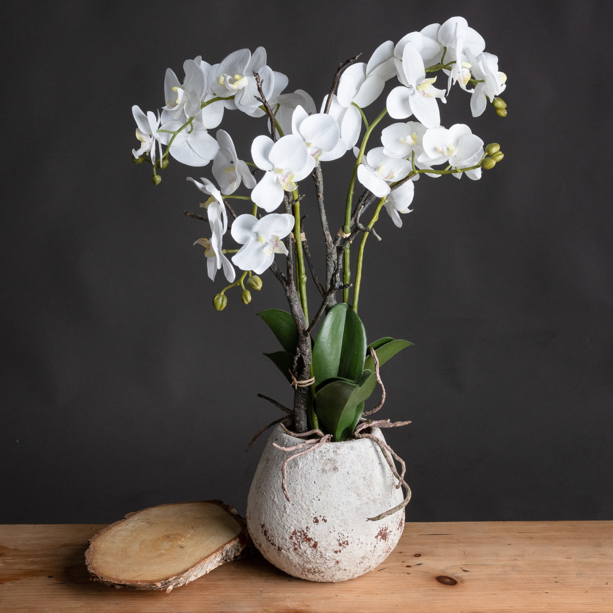 white orchid in stone pot