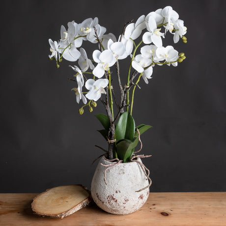white orchid in stone pot