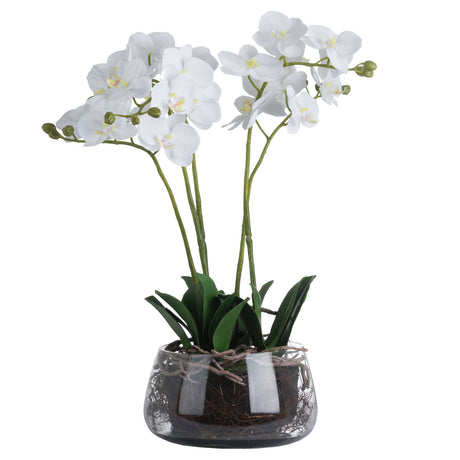 white orchid in glass pot