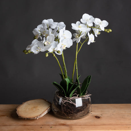 white orchid in glass pot