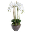 large white orchid in glass pot