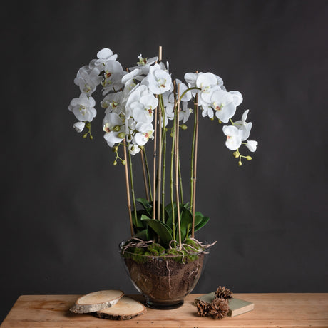 large white orchid in glass pot