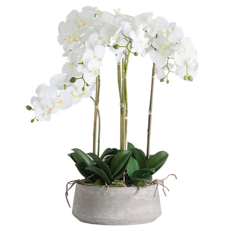 large white orchid in stone pot