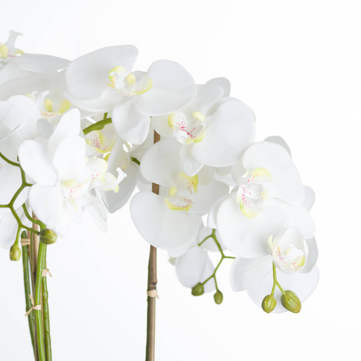 large white orchid in stone pot