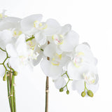 large white orchid in stone pot
