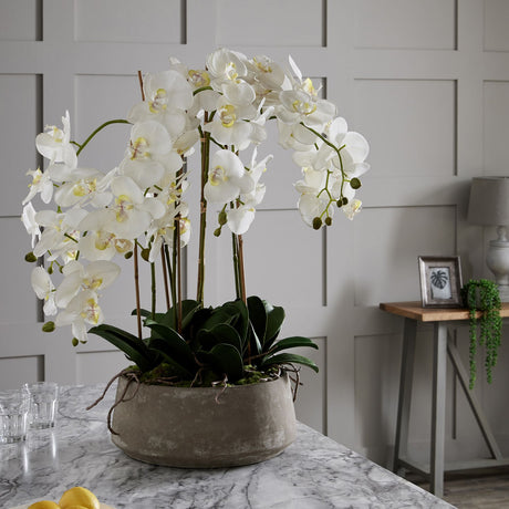 large white orchid in stone pot