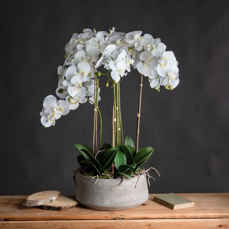 large white orchid in stone pot