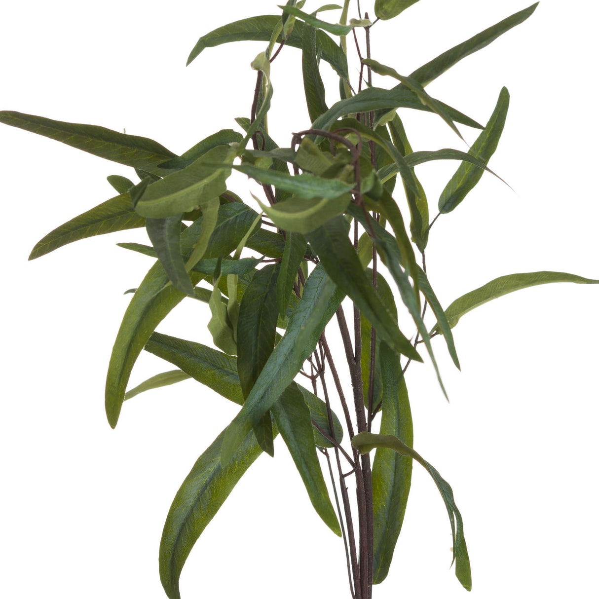 eucalyptus nicholii spray