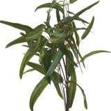 eucalyptus nicholii spray
