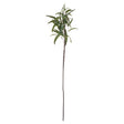 eucalyptus nicholii spray