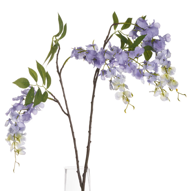 lilac wisteria