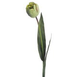 green tulip