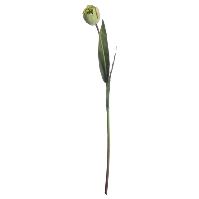 green tulip