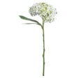 white lace cap hydrangea