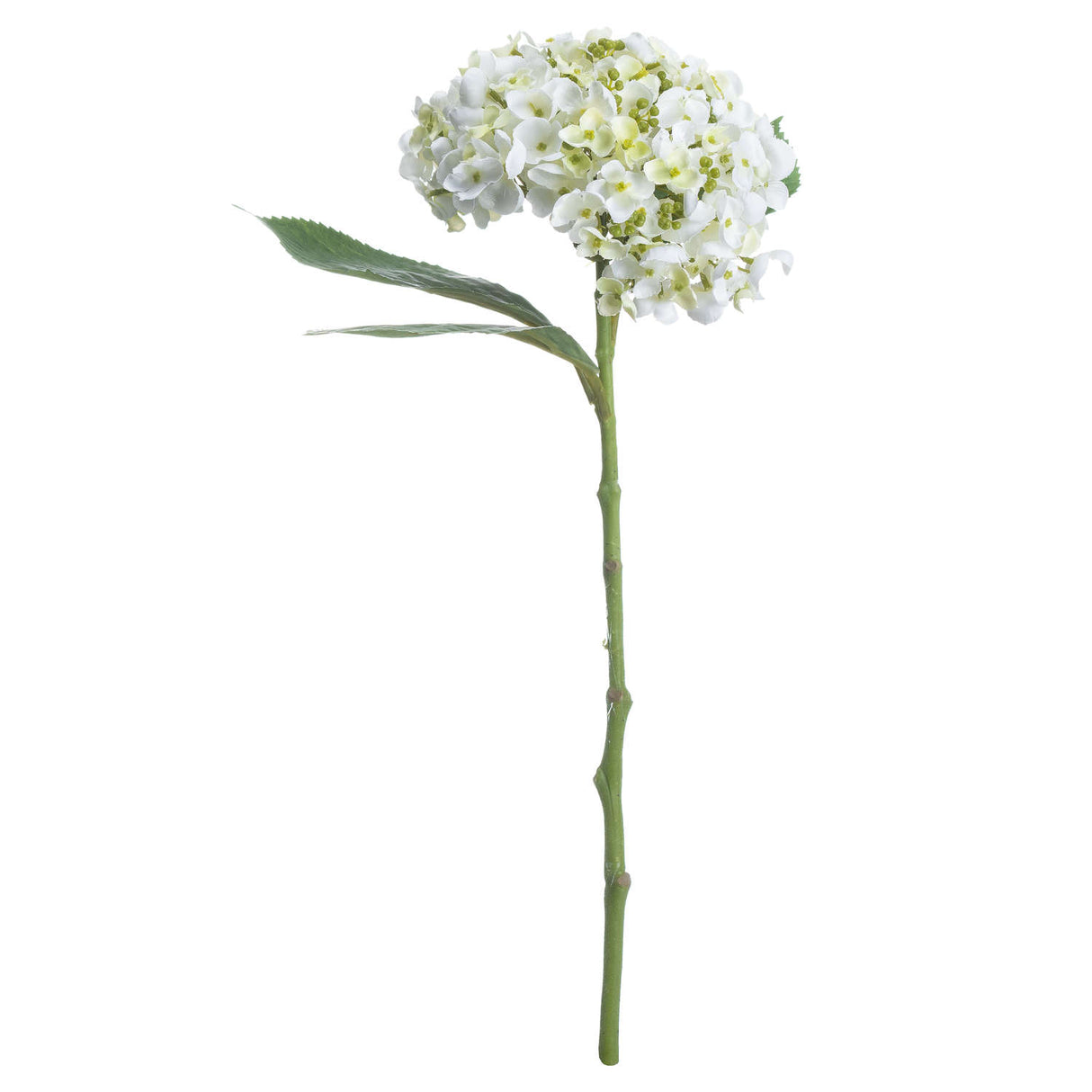 white lace cap hydrangea