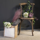 white lace cap hydrangea