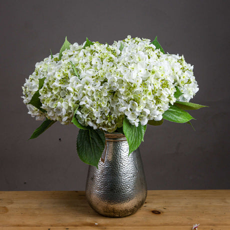 white lace cap hydrangea
