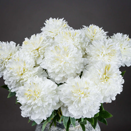 classic white peony
