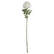 classic white peony
