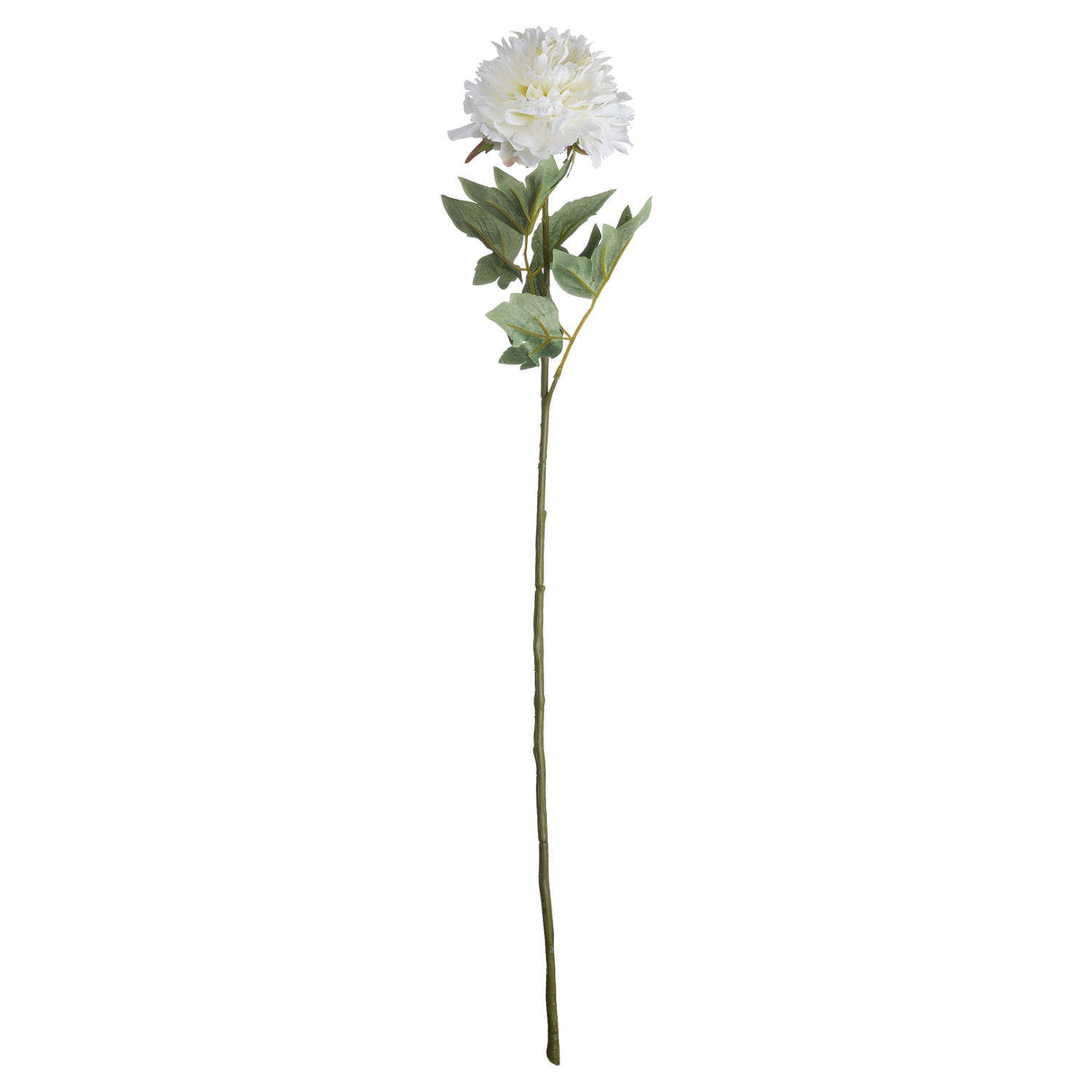 classic white peony