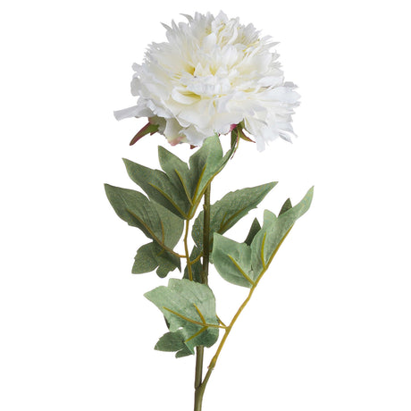 classic white peony
