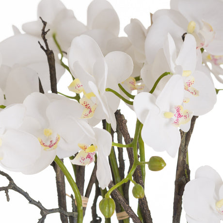 large stone potted orchid with roots