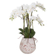 large stone potted orchid with roots